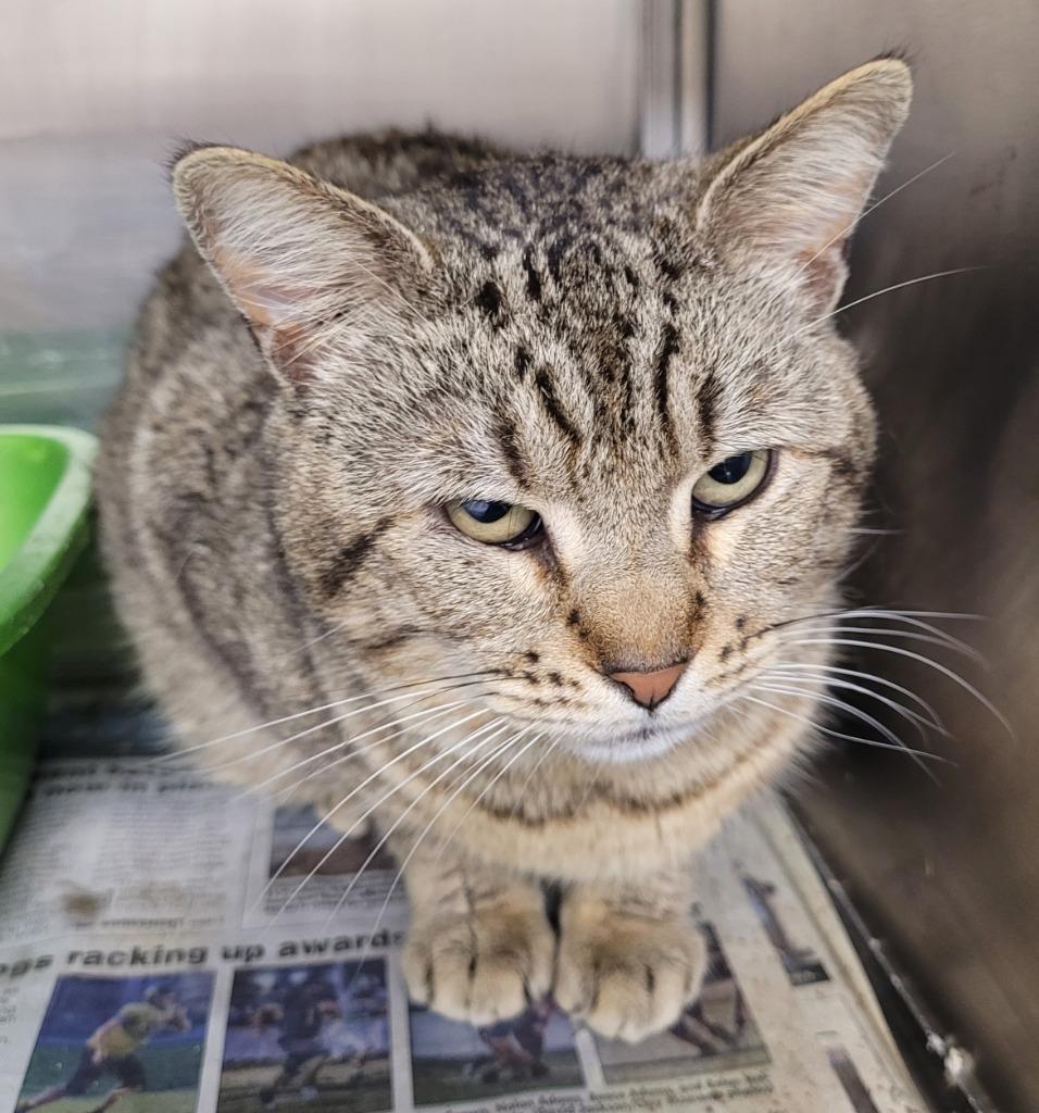 Astro, Adoptable, Adult Male Domestic Short Hair.