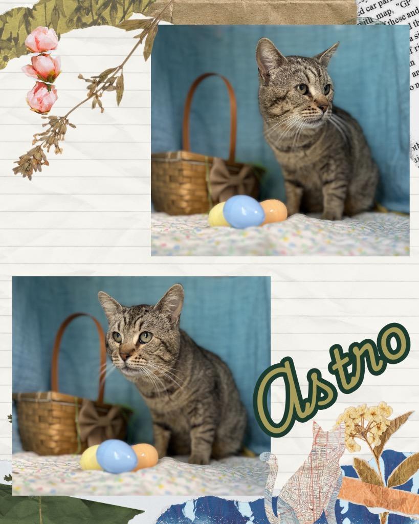 Enlarge Astro, a Adoptable mixed breed in Hopkinsville, KY image 3/3