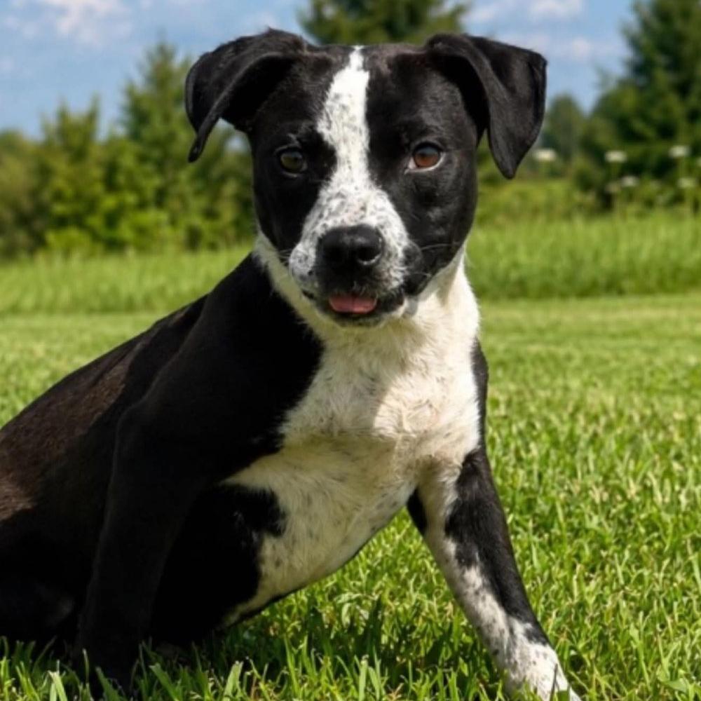 Enlarge Drake, a Adoptable Cattle Dog in Naperville, IL image 1/1