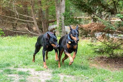 GINGIN, a ADOPTABLE Doberman Pinscher in Greensboro, NC image 6/6