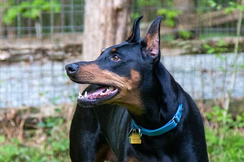 GINGIN, a ADOPTABLE Doberman Pinscher in Greensboro, NC image 2/6