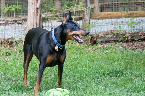 GINGIN, a ADOPTABLE Doberman Pinscher in Greensboro, NC image 4/6
