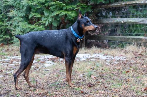 Enlarge GINGIN, a ADOPTABLE Doberman Pinscher in Greensboro, NC image 4/5