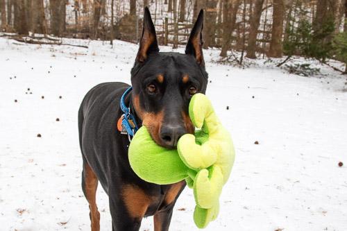GINGIN, ADOPTABLE, Senior Female Doberman Pinscher.