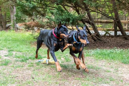 GINGIN, a ADOPTABLE Doberman Pinscher in Greensboro, NC image 5/6