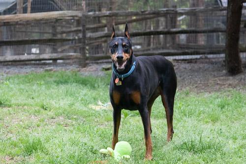GINGIN, a ADOPTABLE Doberman Pinscher in Greensboro, NC image 3/6