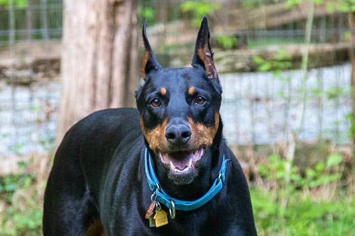 GINGIN, a ADOPTABLE Doberman Pinscher in Greensboro, NC image 1/6