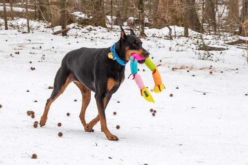 Enlarge GINGIN, a ADOPTABLE Doberman Pinscher in Greensboro, NC image 5/5