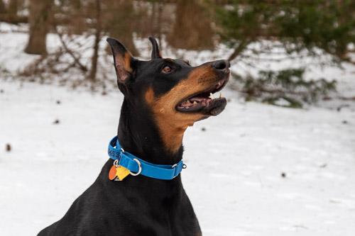 Enlarge GINGIN, a ADOPTABLE Doberman Pinscher in Greensboro, NC image 2/5