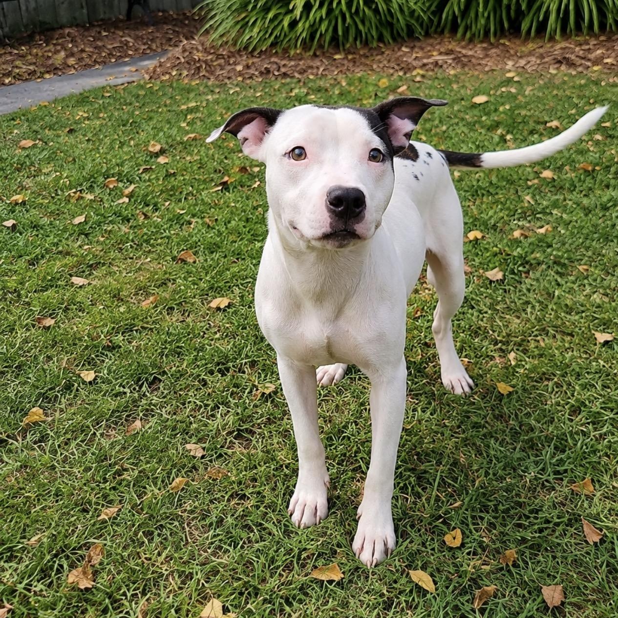 Valor, ADOPTABLE, Puppy Male Pit Bull Terrier.