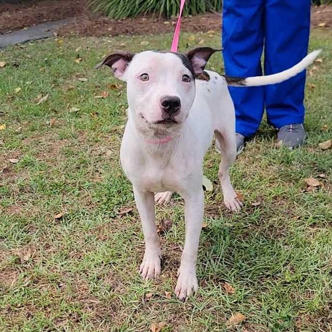 Enlarge Valor, a ADOPTABLE mixed breed in Valdosta, GA image 3/3