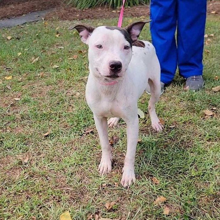 Enlarge Valor, a ADOPTABLE mixed breed in Valdosta, GA image 2/3