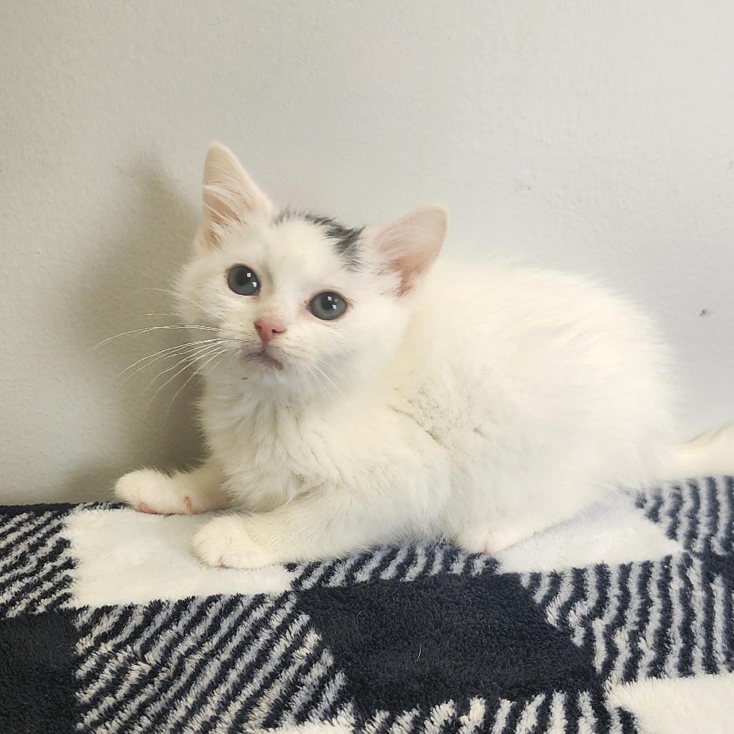 Frida, a Adoptable Domestic Short Hair in Toledo, OH image 1/2
