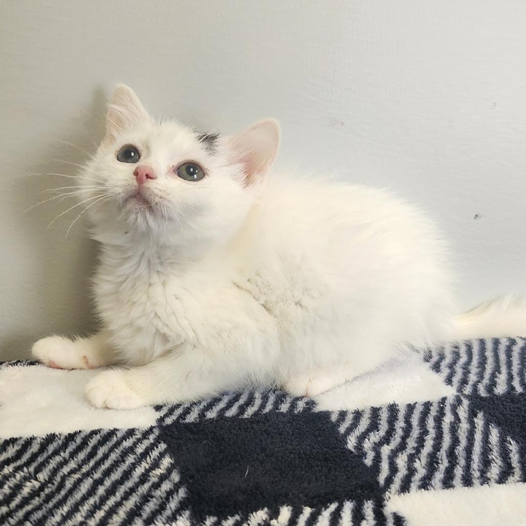 Frida, a Adoptable Domestic Short Hair in Toledo, OH image 2/2