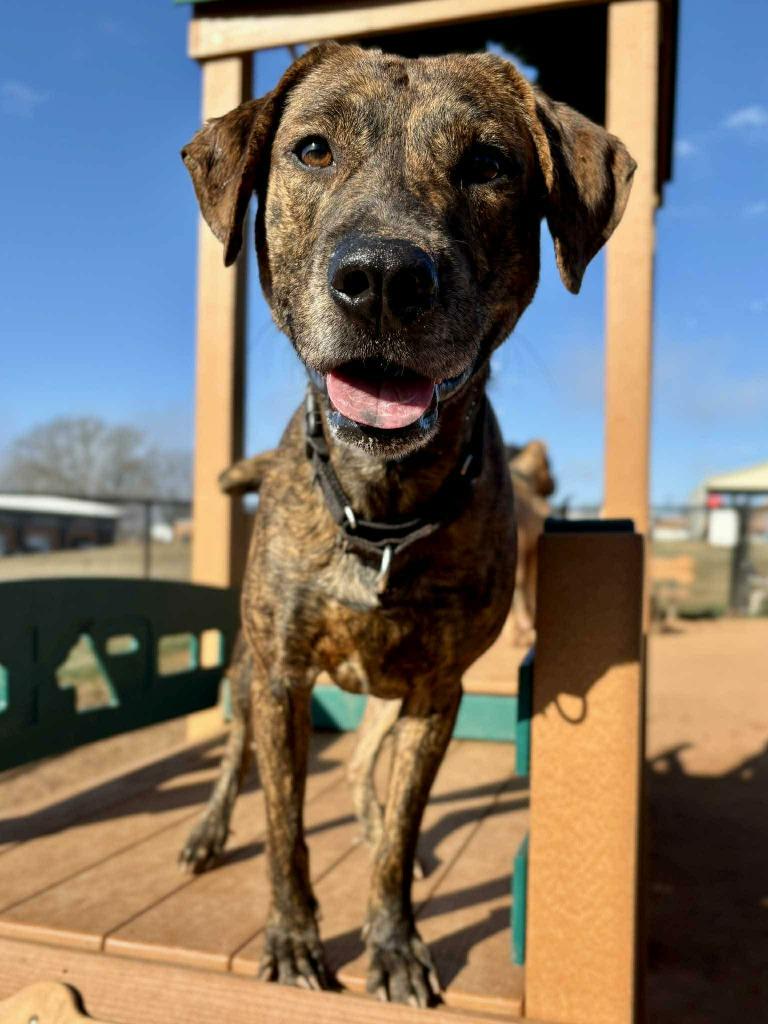 Enlarge Slinky Dog, a Adoptable mixed breed in Fort Mill, SC image 1/2