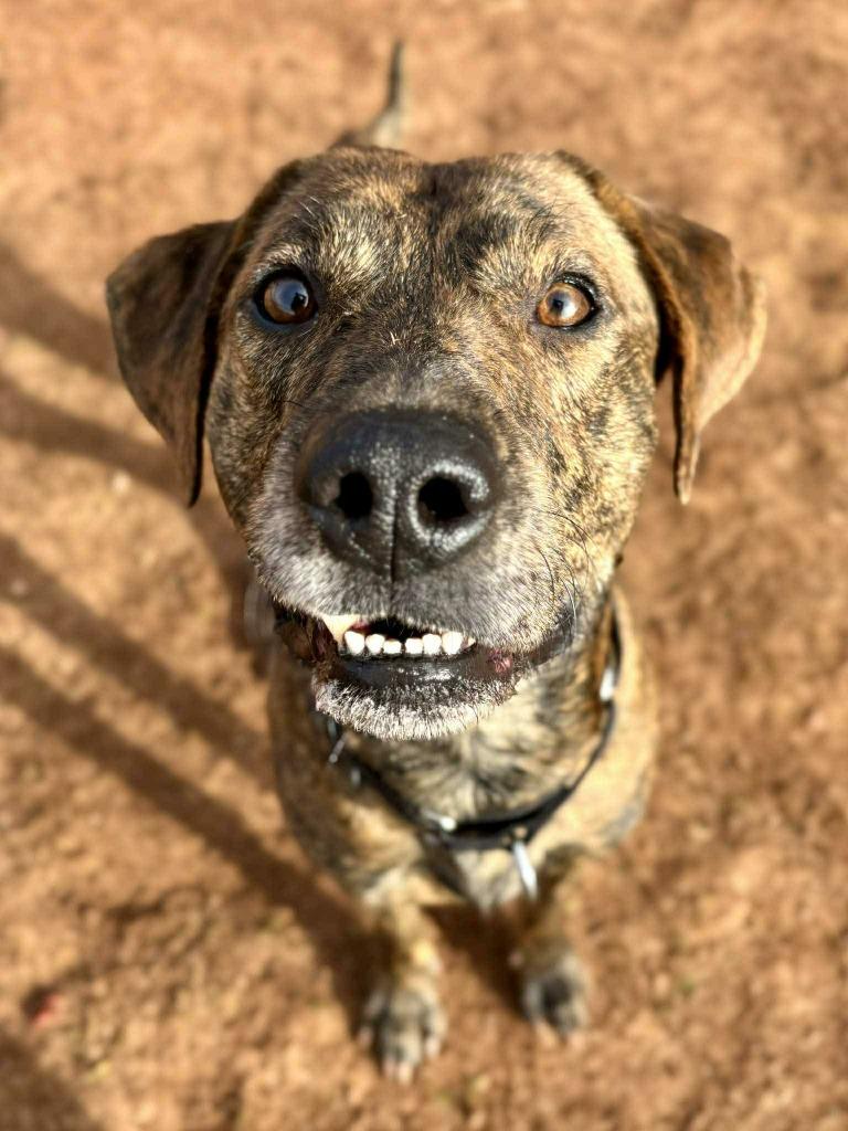 Enlarge Slinky Dog, a Adoptable mixed breed in Fort Mill, SC image 2/2
