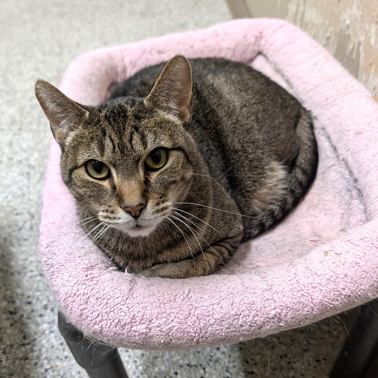 Nacho, ADOPTABLE, Adult Male Tabby.