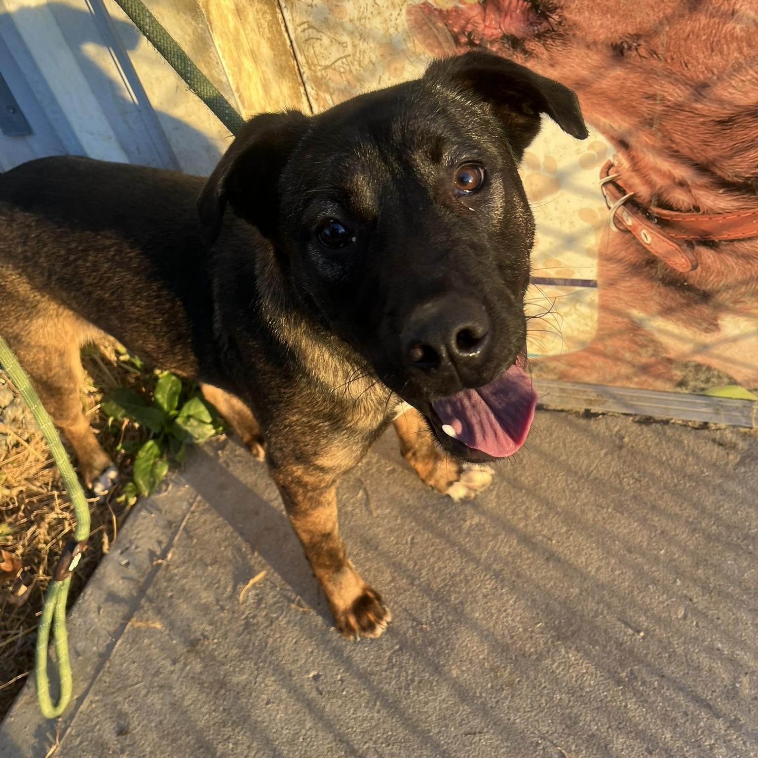 Enlarge Stone - ADOPTION FEE WAIVED!, an adoptable mixed breed in Muncie, IN image 1/6