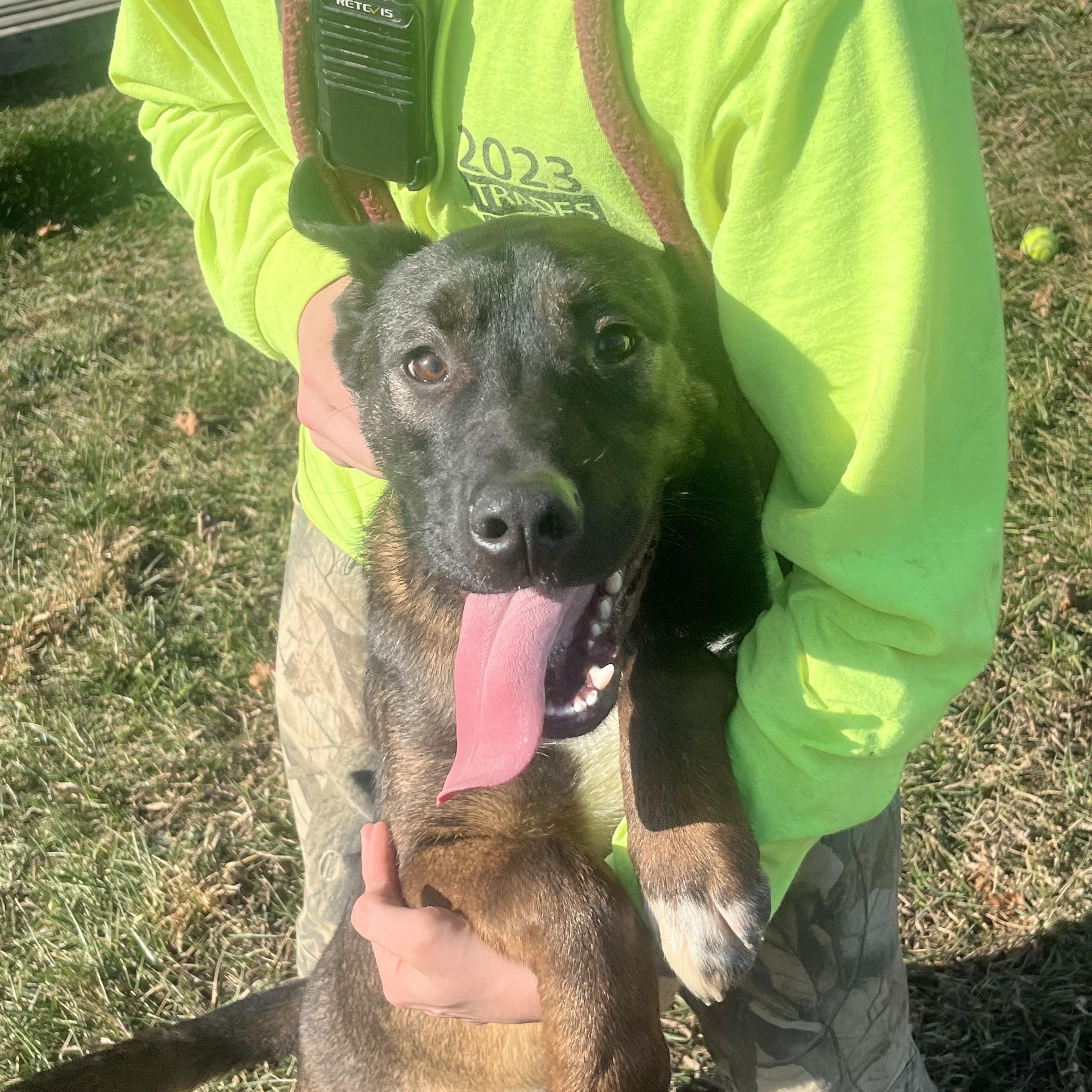 Enlarge Stone - ADOPTION FEE WAIVED!, an adoptable mixed breed in Muncie, IN image 4/6