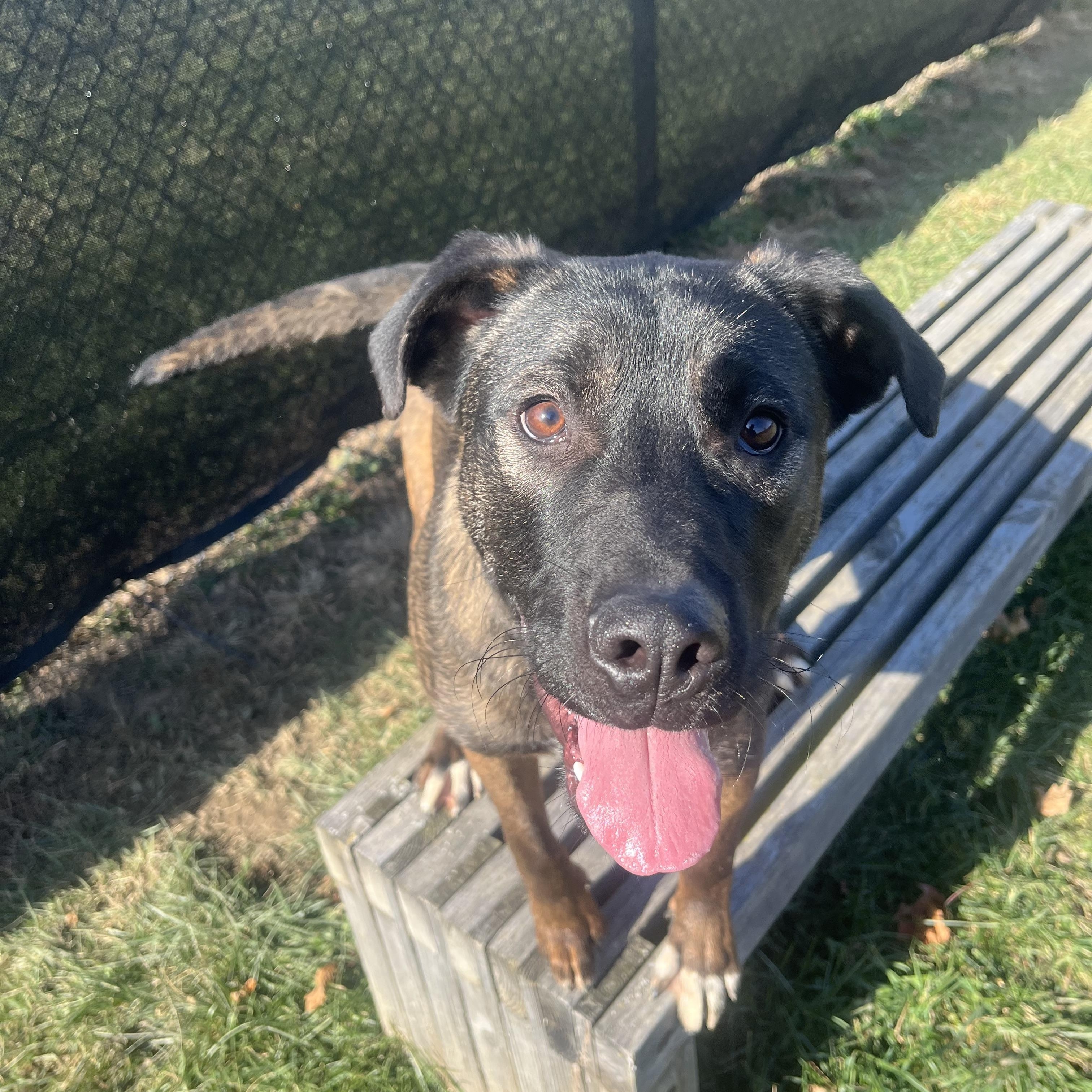 Enlarge Stone - ADOPTION FEE WAIVED!, an adoptable mixed breed in Muncie, IN image 3/6