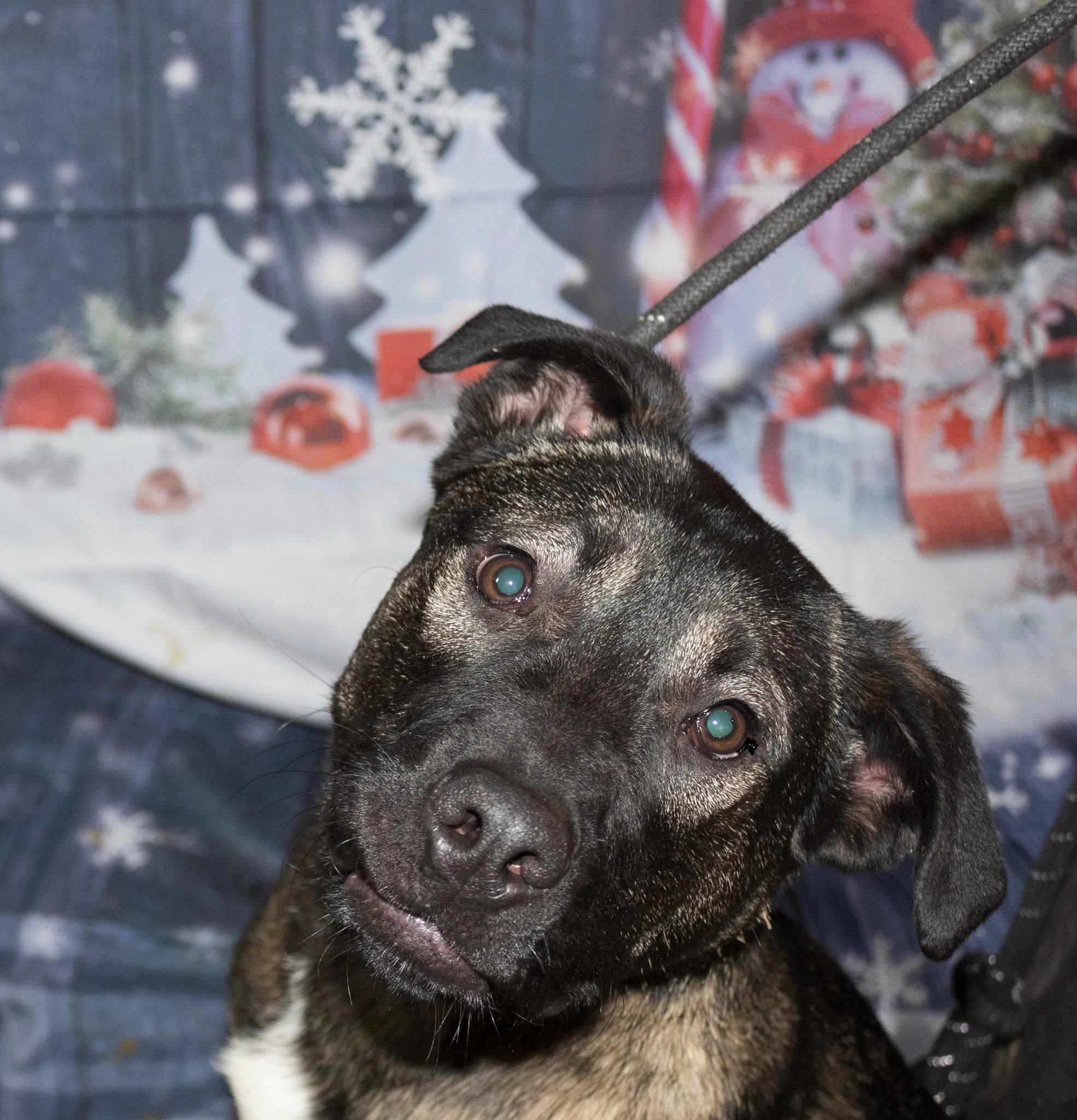 Enlarge Stone - ADOPTION FEE WAIVED!, an adoptable mixed breed in Muncie, IN image 5/6