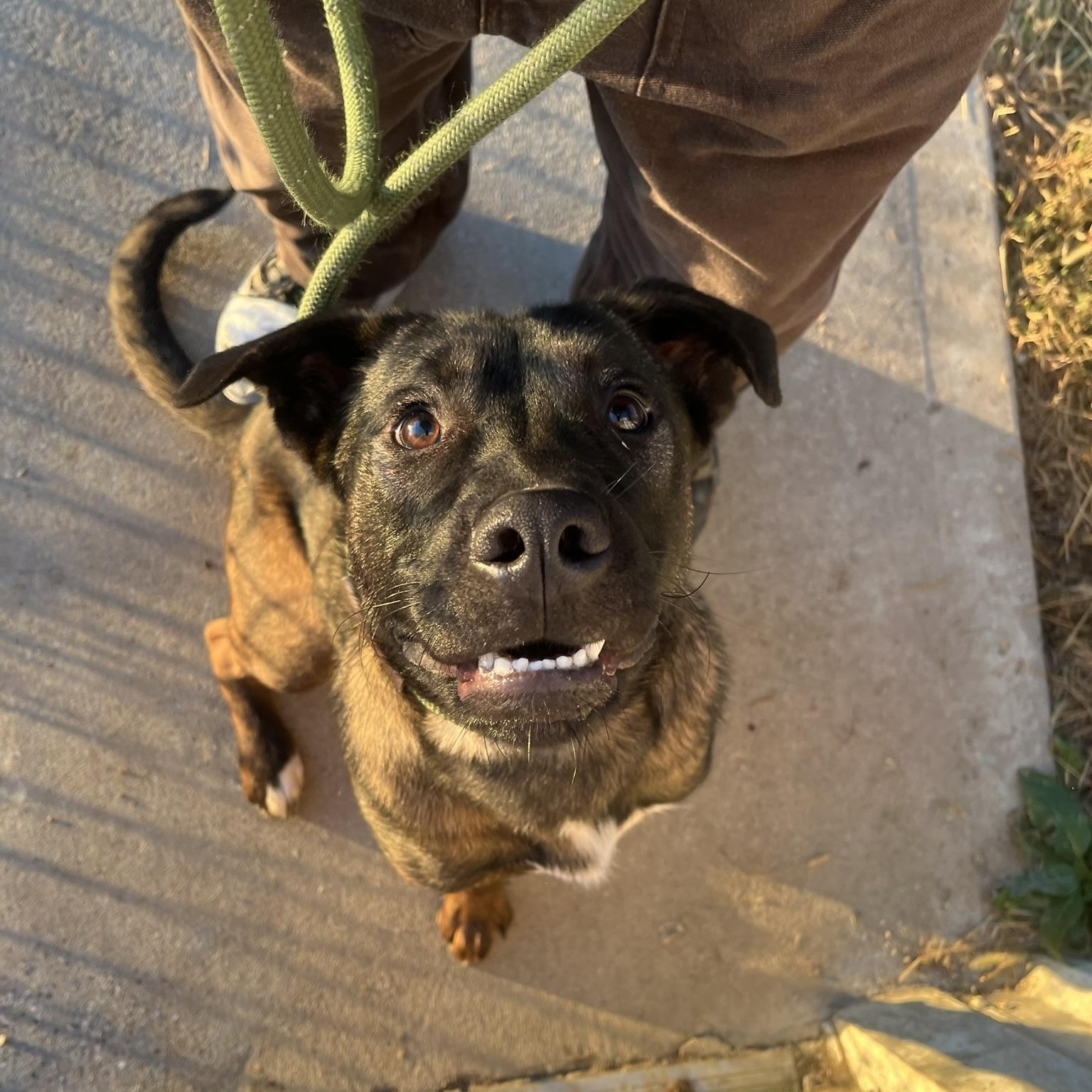 Enlarge Stone - ADOPTION FEE WAIVED!, an adoptable mixed breed in Muncie, IN image 2/6