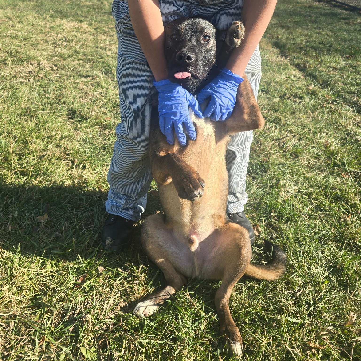 Enlarge Stone - ADOPTION FEE WAIVED!, an adoptable mixed breed in Muncie, IN image 6/6