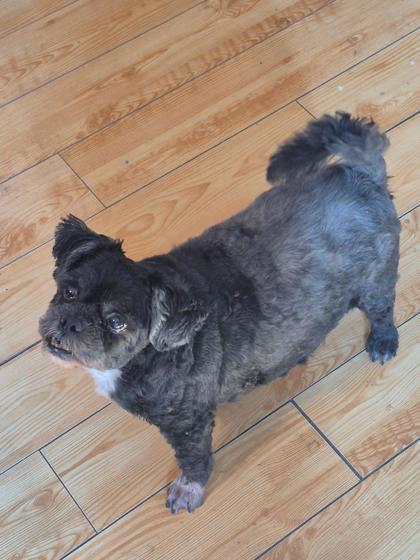 Timbit, Adoptable, Senior Male Yorkshire Terrier & Shih Tzu.