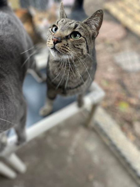 Sam, a Adoptable Domestic Short Hair in East Northport, NY image 1/4