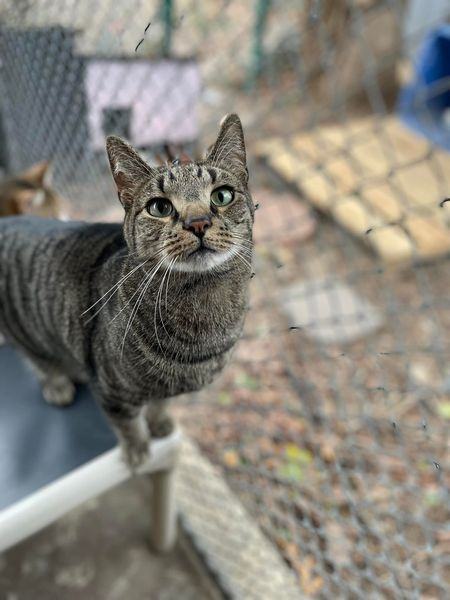 Sam, Adoptable, Adult Male Domestic Short Hair.