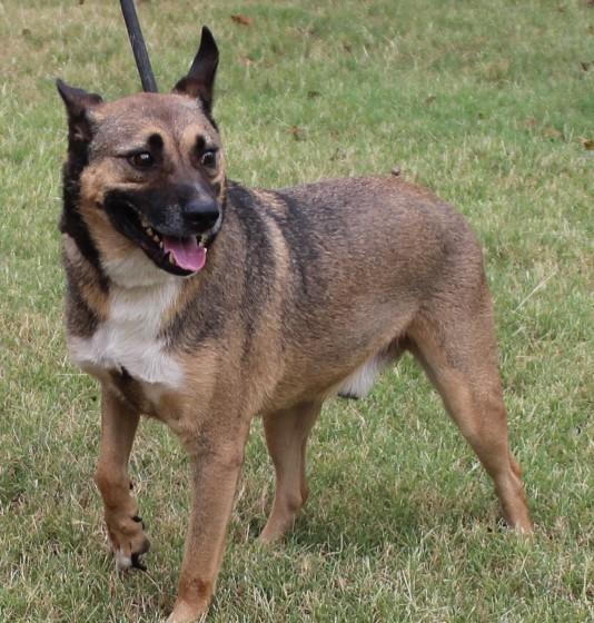 MAX, a Adoptable mixed breed in Claremore, OK image 1/2