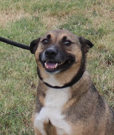 MAX, a Adoptable mixed breed in Claremore, OK image 2/2
