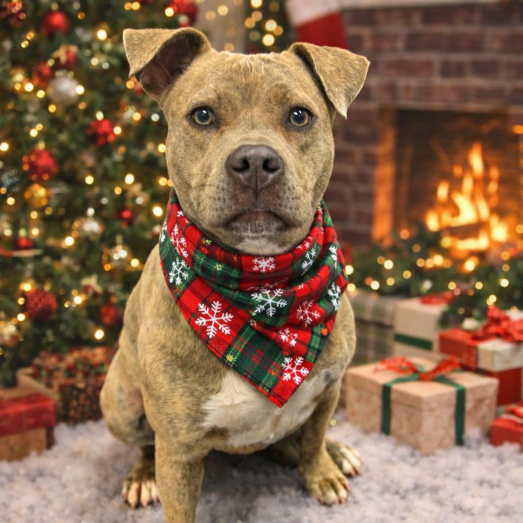 Zara, Adoptable, Adult Female American Staffordshire Terrier.