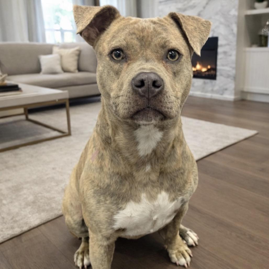 Zara, Adoptable, Adult Female American Staffordshire Terrier.