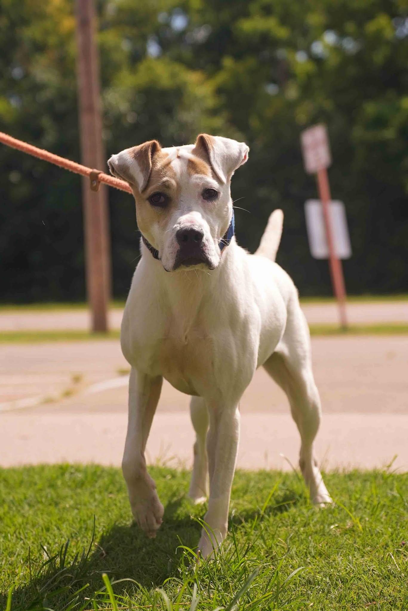Kenzie, a ADOPTABLE mixed breed in Stillwater, OK image 1/2