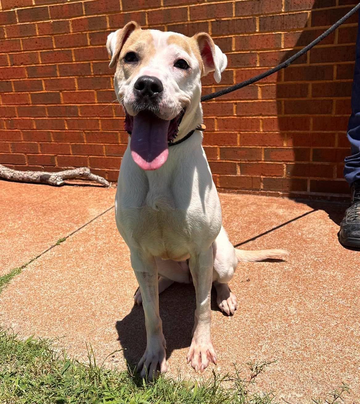 Kenzie, ADOPTABLE, Adult Female Boxer.