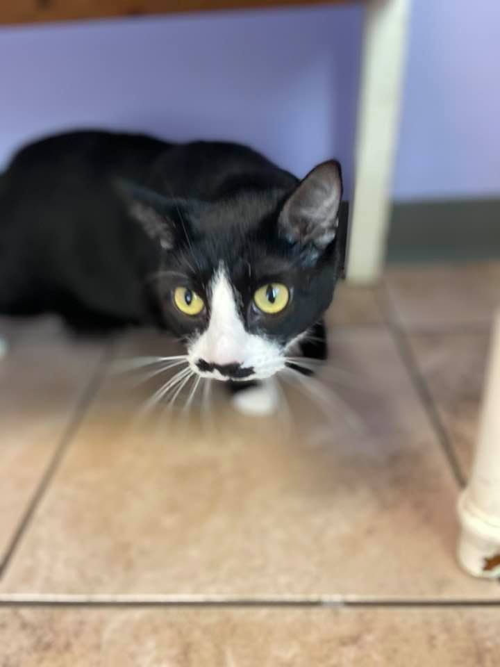 Enlarge Boots, a Adoptable mixed breed in Pekin, IL image 1/8