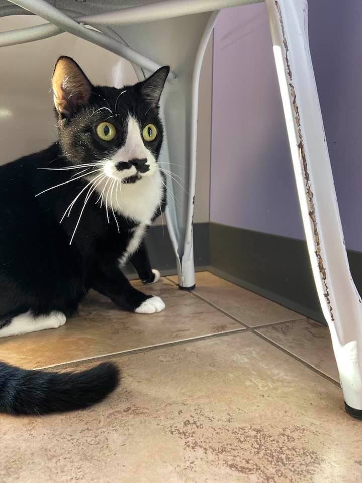 Enlarge Boots, a Adoptable mixed breed in Pekin, IL image 2/8