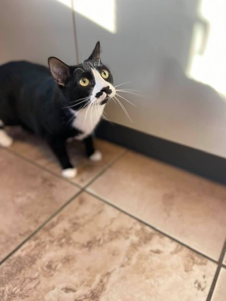 Enlarge Boots, a Adoptable mixed breed in Pekin, IL image 3/8