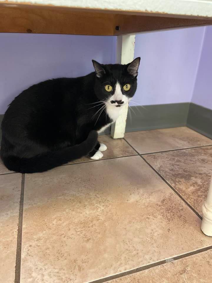 Enlarge Boots, a Adoptable mixed breed in Pekin, IL image 4/8