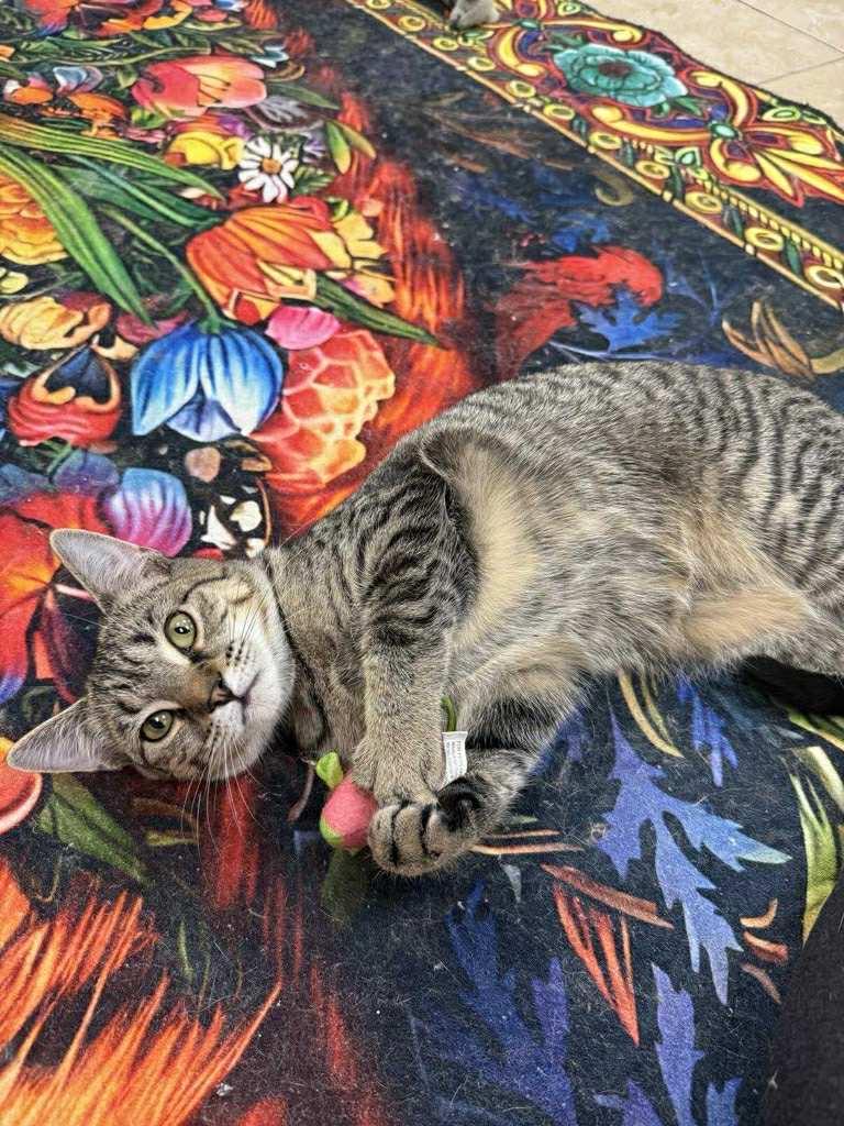 Sundrop, Adoptable, Young Female Domestic Short Hair.