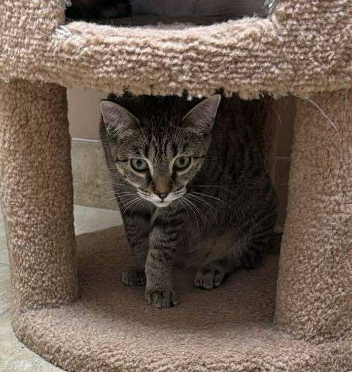 Enlarge Sundrop, a Adoptable Domestic Short Hair image 5/5