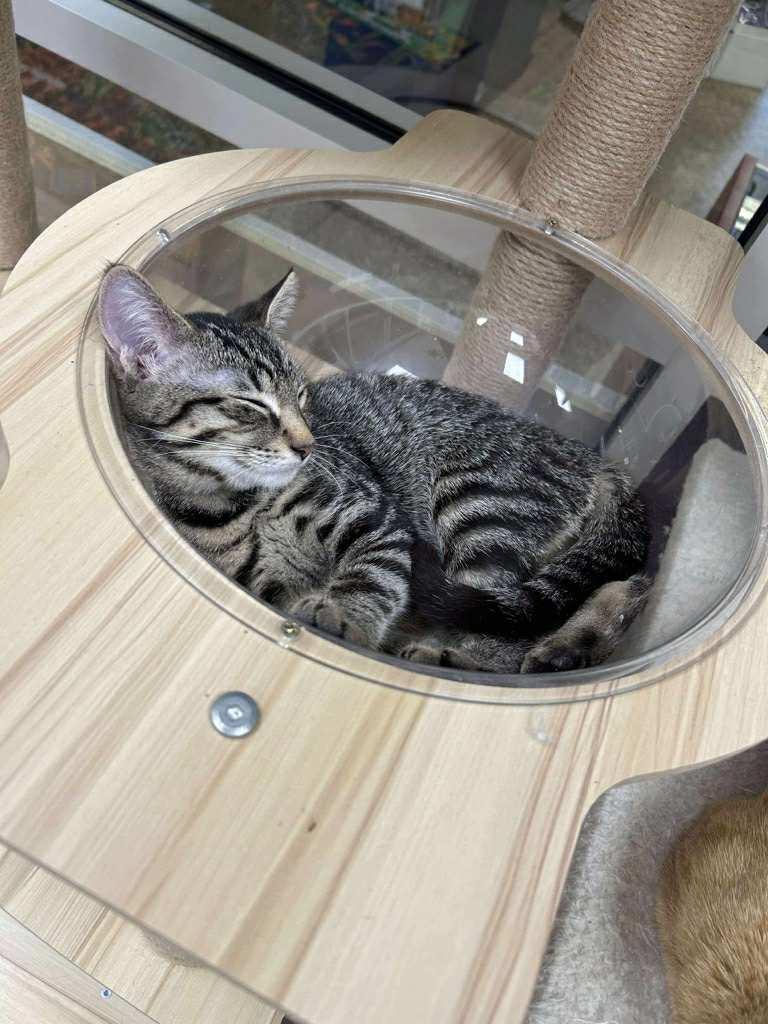 Enlarge Sundrop, a Adoptable Domestic Short Hair image 3/5