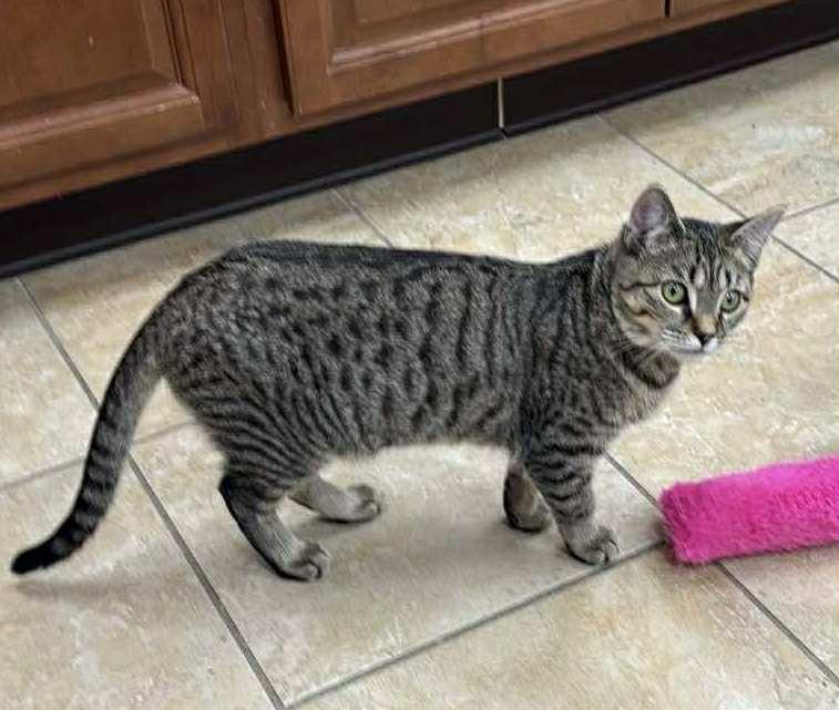 Enlarge Sundrop, a Adoptable Domestic Short Hair image 2/5