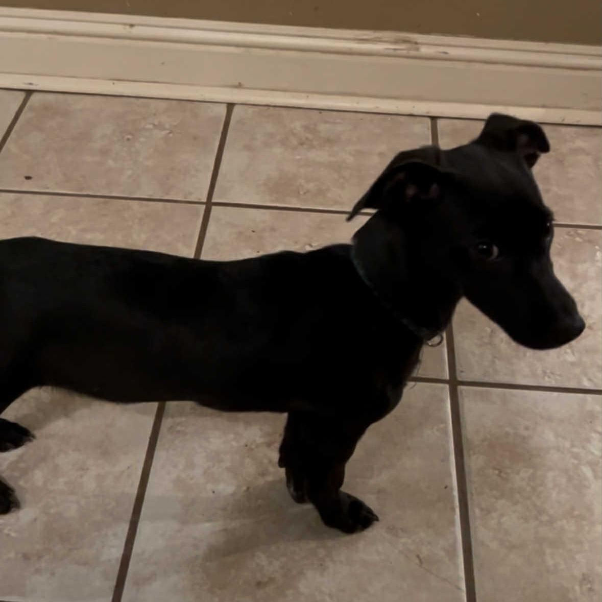 Gilley, a Adoptable mixed breed in Pelham, NH image 1/6