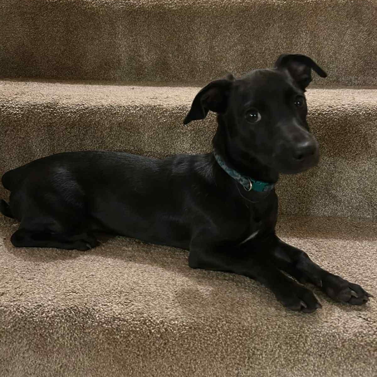 Gilley, a Adoptable mixed breed in Pelham, NH image 2/6