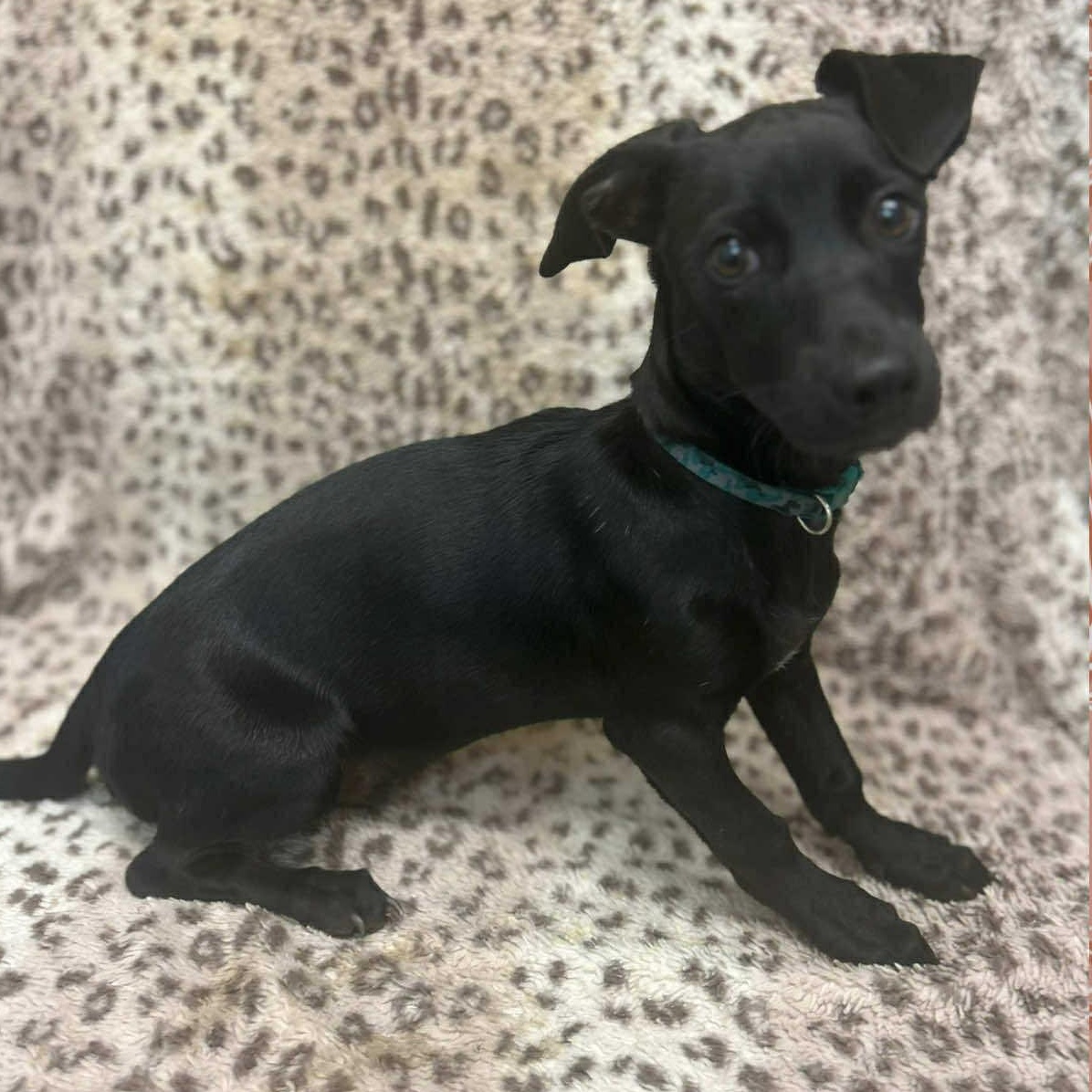 Gilley, a Adoptable mixed breed in Pelham, NH image 3/6