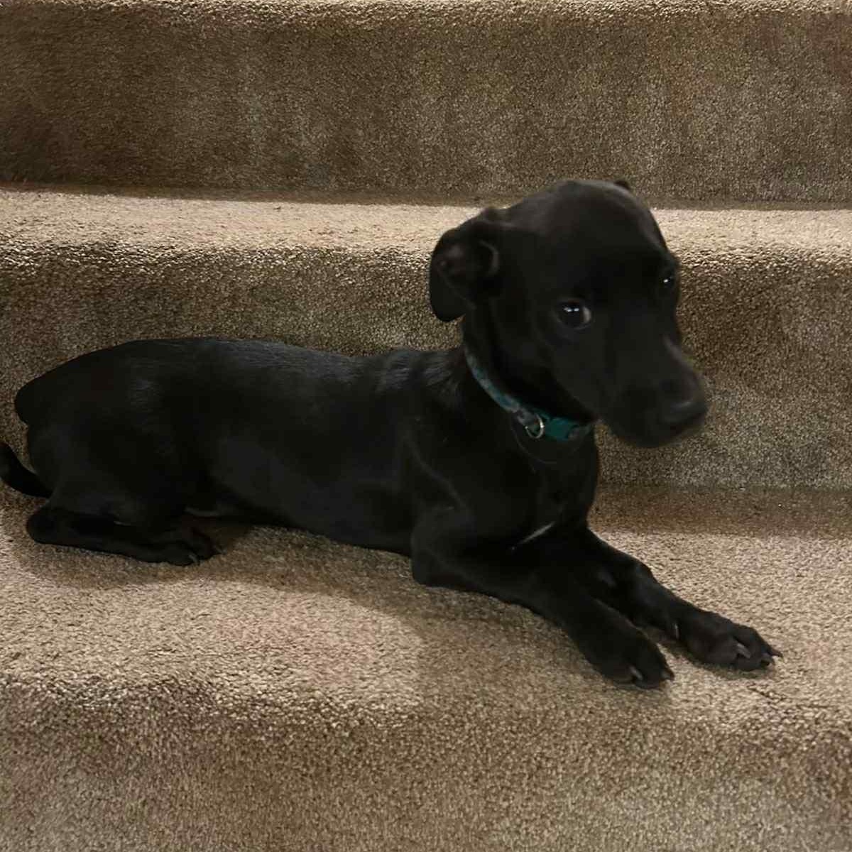 Gilley, a Adoptable mixed breed in Pelham, NH image 5/6