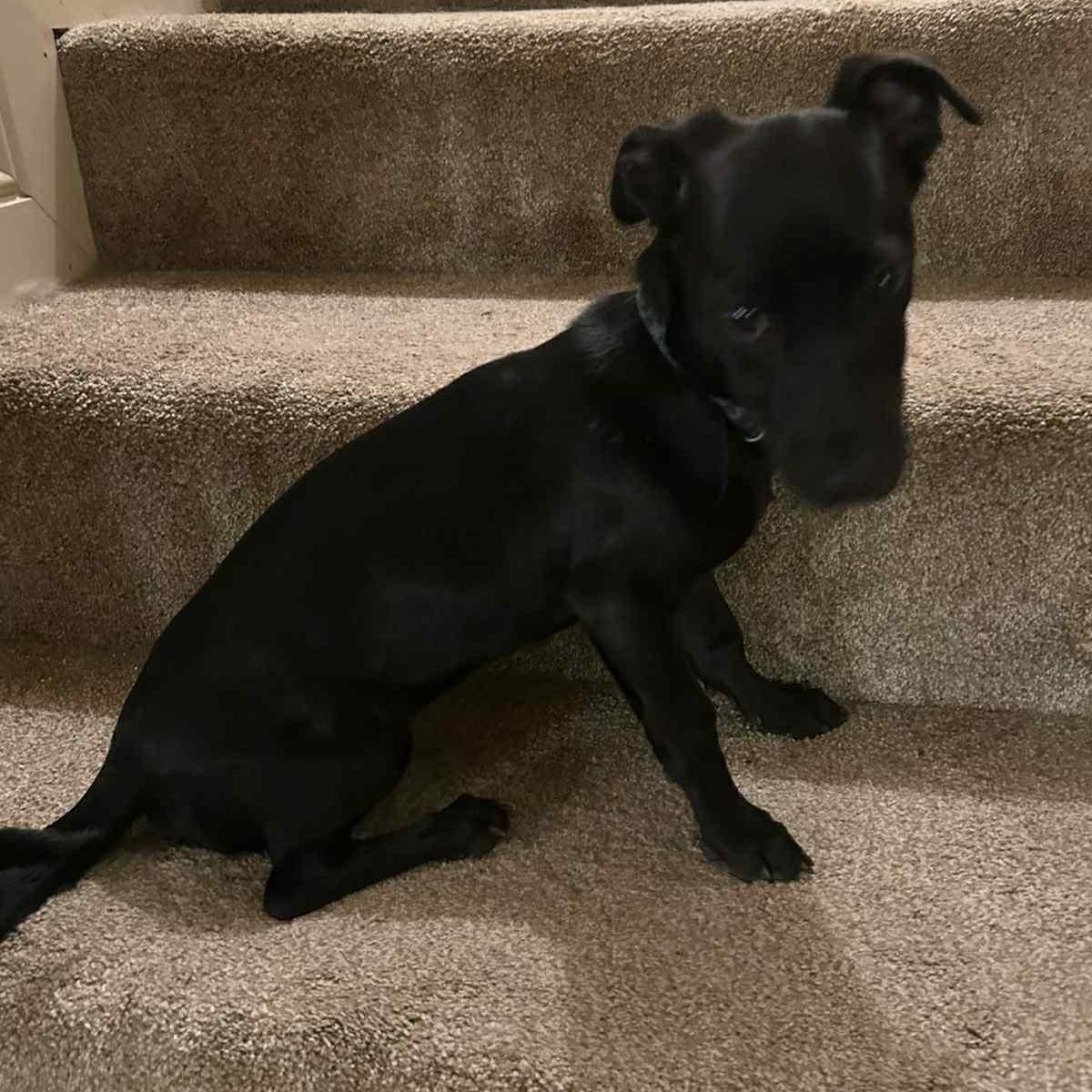 Gilley, a Adoptable mixed breed in Pelham, NH image 6/6