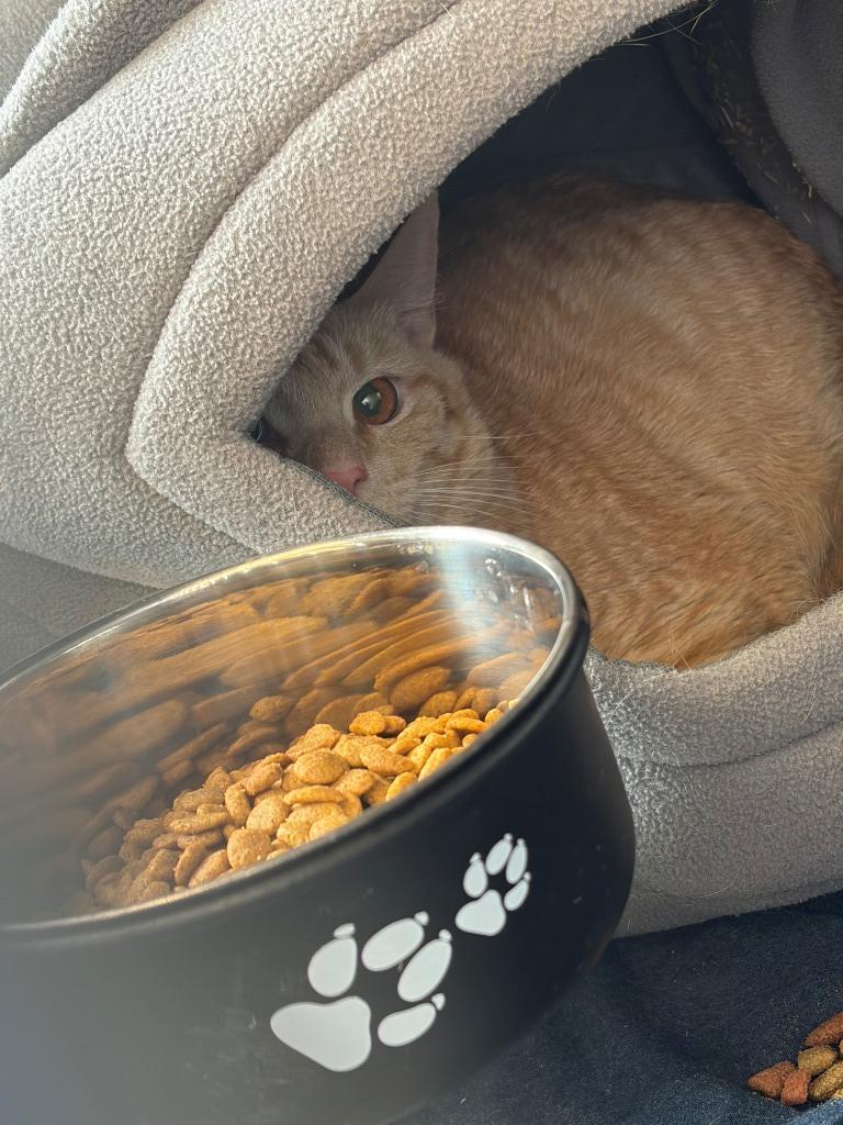 Newton, Adoptable, Adult Male Domestic Short Hair.